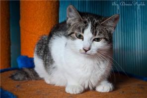 Фенечка-добрая,ласковая кошечка ищет свой дом.