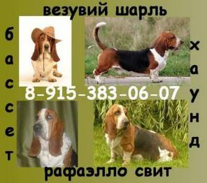 МКОО Клуб породы бассет-хаунд