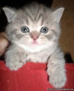 Британские котята