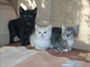 Отдам британских котят в дар