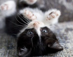 Котята в добрые руки!