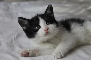 13 славненьких котят ищут дом