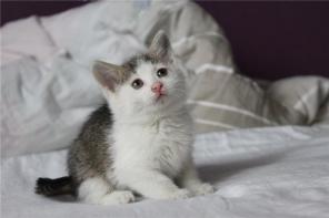 13 славненьких котят ищут дом