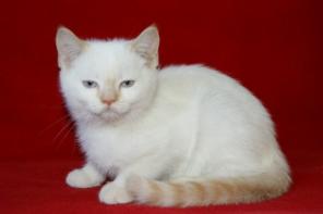 Очаровательный шотландский котенок