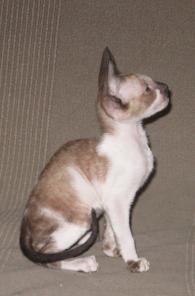 Корниш рекс. Котята