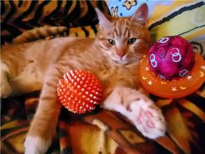 Чудо-котику подростку Дюше нужен заботливый хозяин!