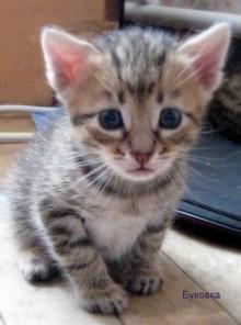 Котенок девочка в дар.