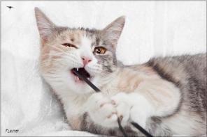 Сладкая Карамелька ищет семью! Котенок в дар!
