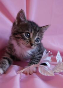 2 котенка-мальчика, красавцы, 1.5 мес в дар!