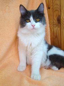 Котенок Макс