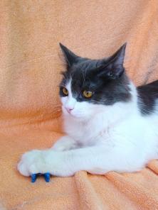 Котенок Макс