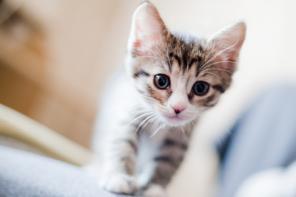Карапузы котятки в добрые руки !