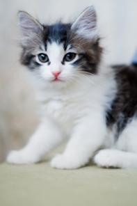 Карапузы котятки в добрые руки !