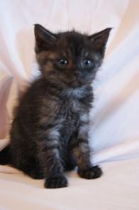 Уникальный котенок, девочка очень редкого окраса черный дым, 1 мес.