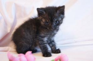 Уникальный котенок, девочка очень редкого окраса черный дым, 1 мес.