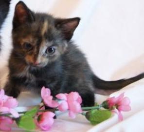 Симпатичные маленькие котята! Мальчик и девочка, 2 мес