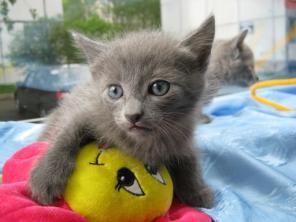 Почти русский голубой и черный уголек! Котята-мальчики, 1.5 мес