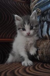 Котенок ищет своего хозяина!