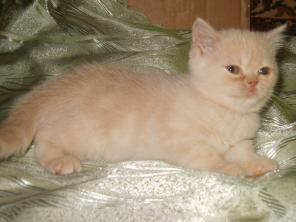 Котик кремового окраса экзот
