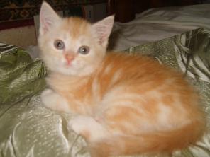 Котик скоттиш страйт красного мраморного окраса