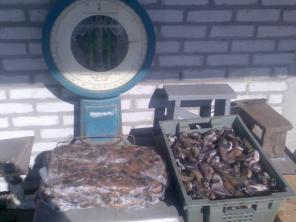 Куплю Бычок вяленый, продам бычок мороженый, рыба вяленая, копченная