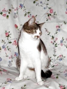 Молодая кошечка Моня.