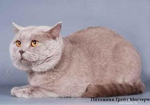 Лиловый кот для вязок