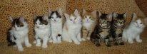 Короткохвостые котята курильского бобтейла!