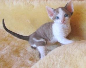 Котята породы девон рекс