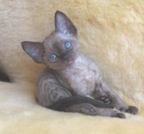 Котята породы девон рекс
