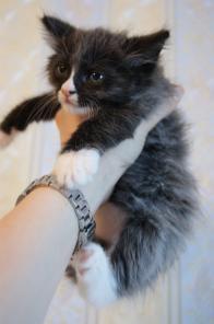 Котенок-мальчик с пепельным отливом на спинке, 1.5 мес