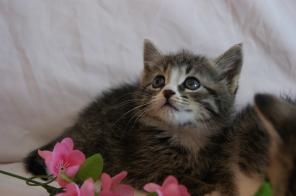 Крохи-котята, позитив с хвостиком, 1.5 мес!