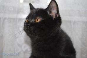 Котята шотландские страйт и британские ЧЕРНОГО окраса.