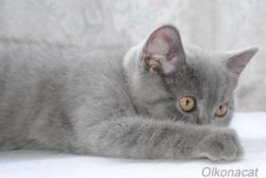 Котята плюшевые британские ГОЛУБОГО окрасa.