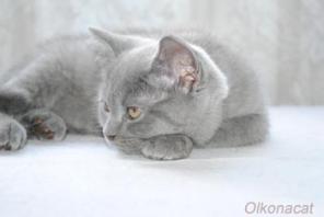 Котята плюшевые британские ГОЛУБОГО окрасa.
