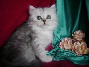 Котята Шотландские Хайленд-страйт .