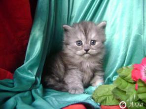 Котята Шотландские Хайленд-страйт .