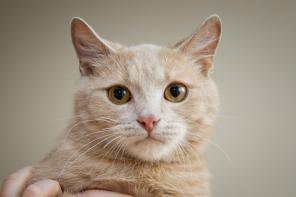 Роскошнейший котёнок Фёдор в дар (8 мес., кастрирован)