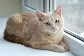 Роскошнейший котёнок Фёдор в дар (8 мес., кастрирован)