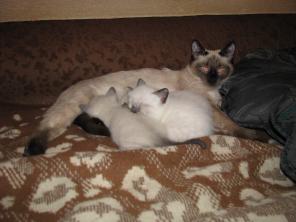 Продаются сиамские котята!