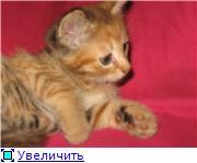 Кнопка-маленькое рыжее счастье.