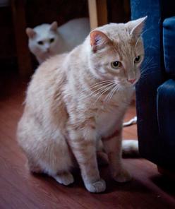 Отдам розового короткошерстного кота.
