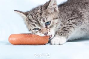 котенок-девочка Шпротка,1,5 мес-в добрые руки!