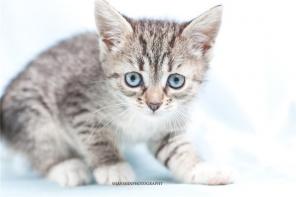 котенок-девочка Шпротка,1,5 мес-в добрые руки!