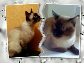Вязка с Сиамским (Тайским) котом