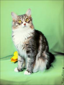 Котик Марцик - пушистый комок душевного тепла!
