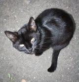 Грациозная Ночка ищет любящего хозяина