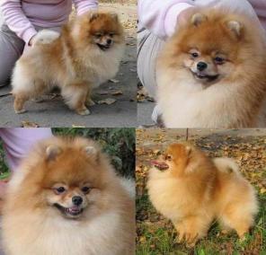 ����������� ���� ������ ��� �����