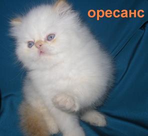 Мы весёлые котята праздник в дом Вам принесём