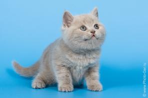 Продается британский кот